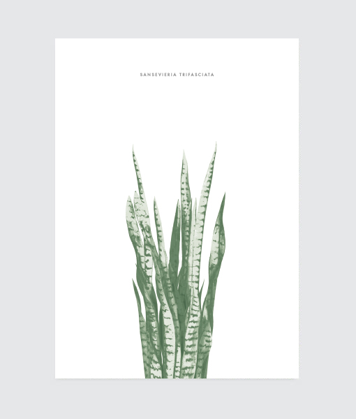 botanical-sanseveria-poster