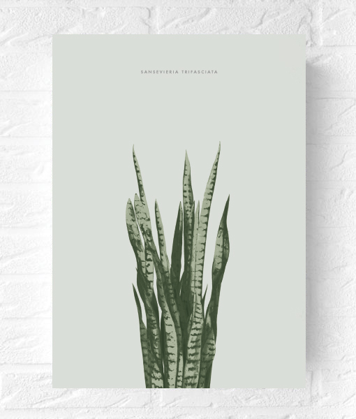 botanische-poster-sanseveria-vtwonen